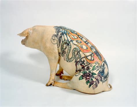 Cochons tatoués — Wikipédia